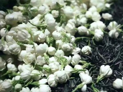 喝茶治口臭嗎，什么茶治口臭好？