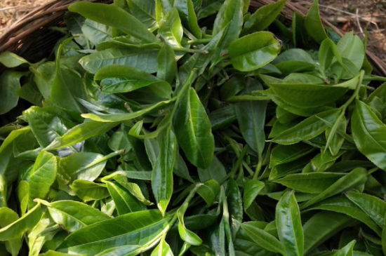 最耐泡的茶葉排名，什么茶葉經(jīng)久耐泡？