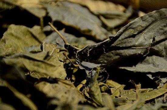 鷓鴣茶什么人不適合喝，鷓鴣茶的禁忌人群