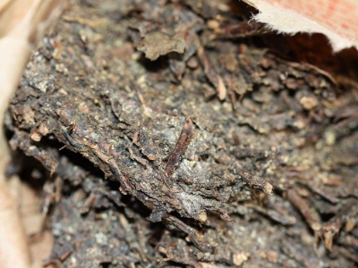 長期飲用黑茶的副作用，黑茶的功效與作用