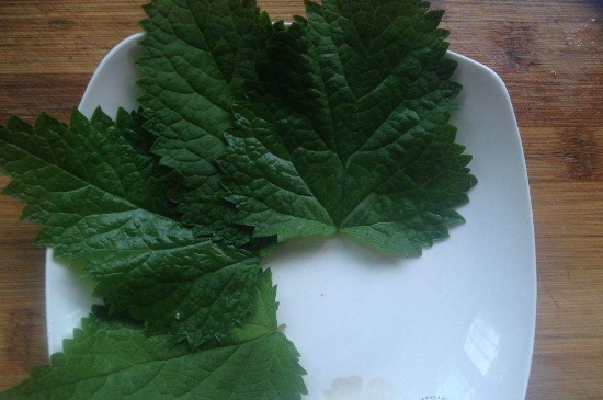 薄荷茶的功效與作用，喝薄荷茶有什么好處？