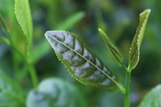 綠茶第一泡要倒掉嗎，為什么綠茶第一泡不喝？