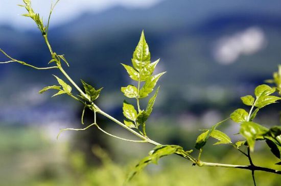 莓茶為什么先苦后甜回甘，莓茶口感怎么樣？