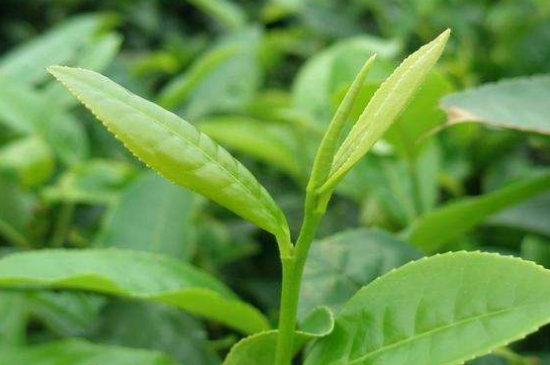 最耐泡的茶葉排名，什么茶葉經(jīng)久耐泡？