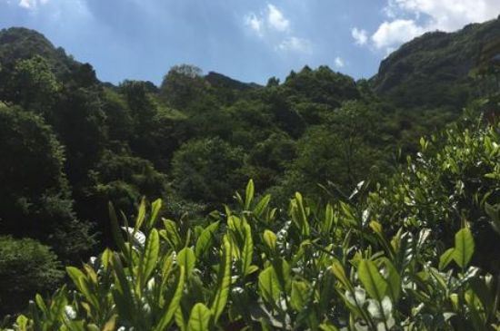 六安瓜片適合什么人喝，六安瓜片的功效與禁忌