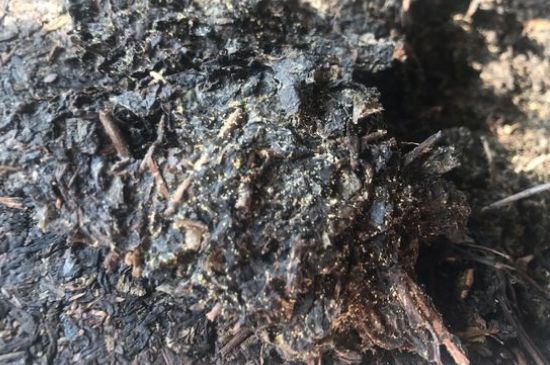 茯茶可以放在冰箱里存放嗎，茯磚茶如何儲存？