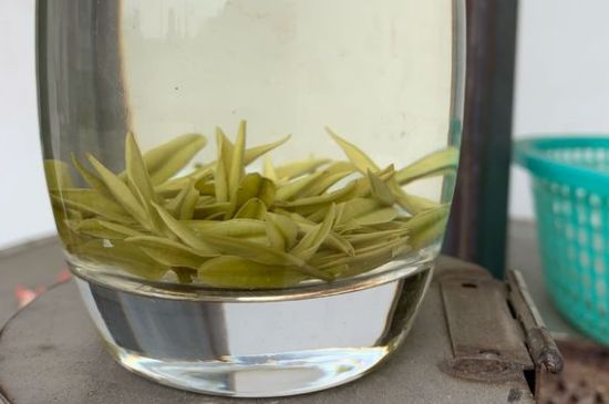 安吉白茶耐寒嗎，白茶適合放冰箱嗎