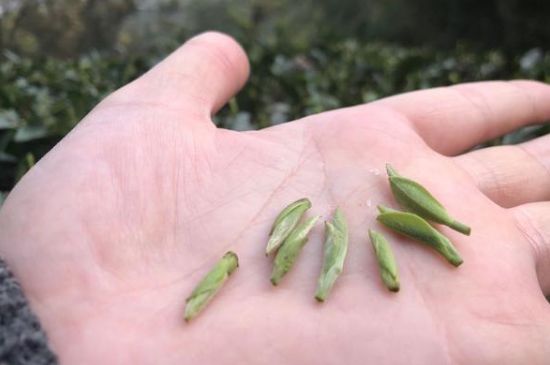 春茶季怎么辨別白毫銀針的好壞，好的白毫銀針如何選購(gòu)？