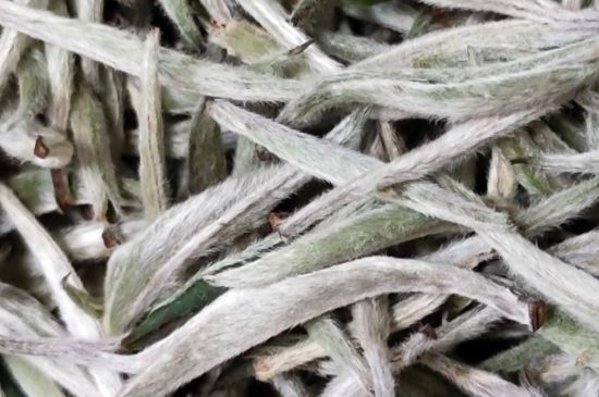 春茶上市白茶的好壞怎么區(qū)分，春白茶怎么分辨好不好？