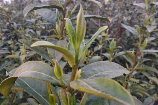 家庭如何保存碧螺春茶葉，蘇州洞庭碧螺春綠茶怎么保存？