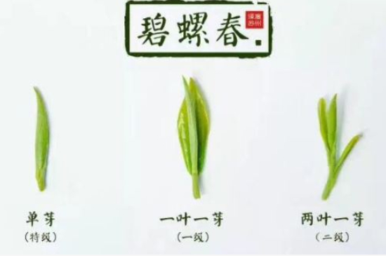 真假碧螺春泡水后區(qū)別，蘇州洞庭碧螺春怎樣鑒別好壞？