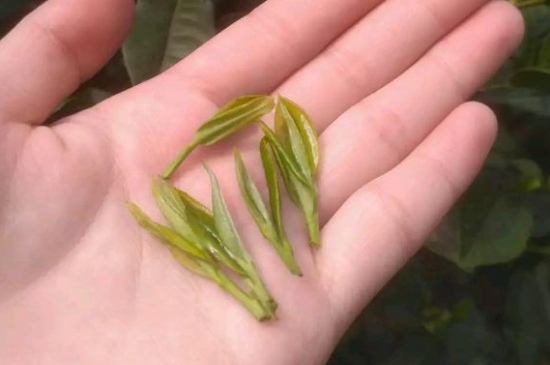 炒青茶為什么便宜，炒青綠茶好喝嗎？