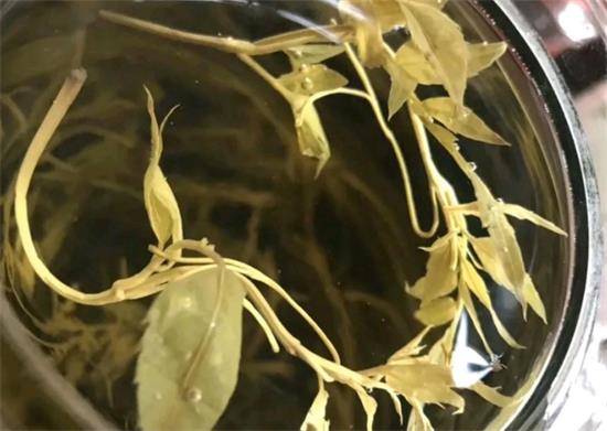 張家界茅巖莓茶與藤茶是同一種茶嗎，藤茶跟莓茶一不一樣？