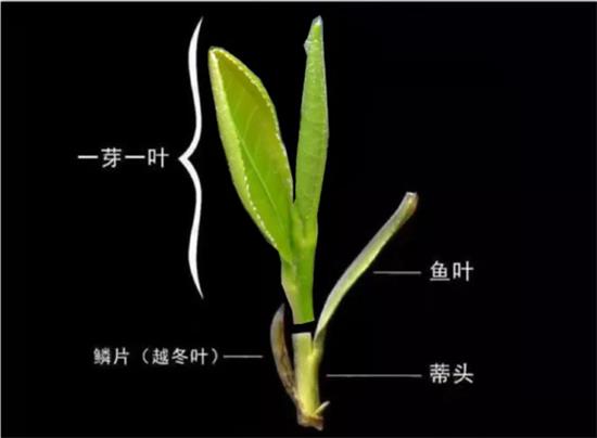 摘茶葉最快的方法，采摘茶葉怎么才能快？