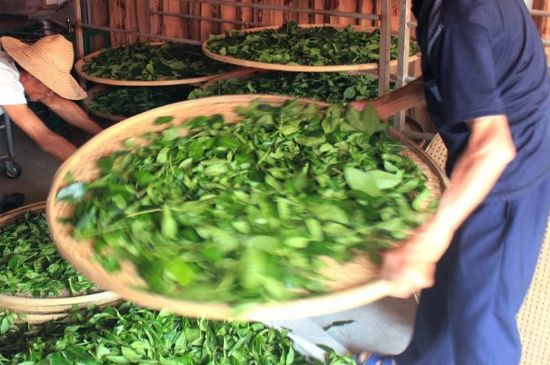 武夷巖茶的初制、精制加工工藝詳細(xì)講解