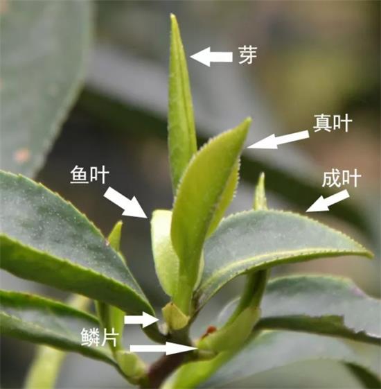 摘茶葉最快的方法，采摘茶葉怎么才能快？