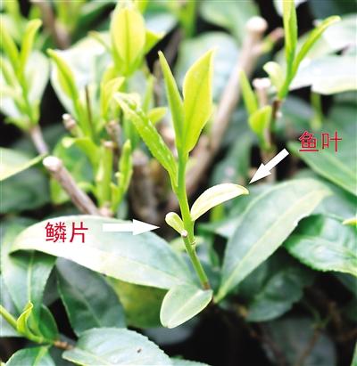 摘茶葉最快的方法，采摘茶葉怎么才能快？
