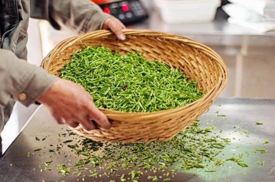 武夷巖茶的初制、精制加工工藝詳細(xì)講解