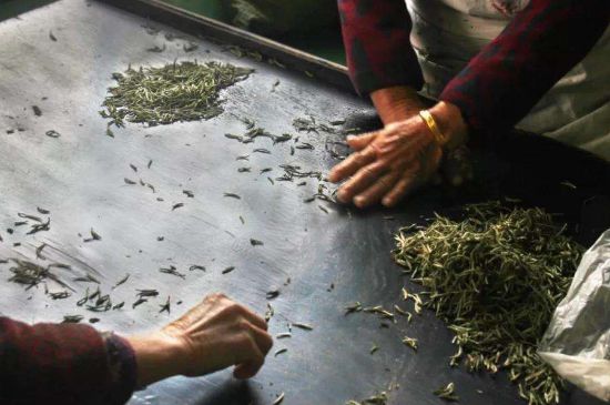 武夷巖茶的初制、精制加工工藝詳細(xì)講解