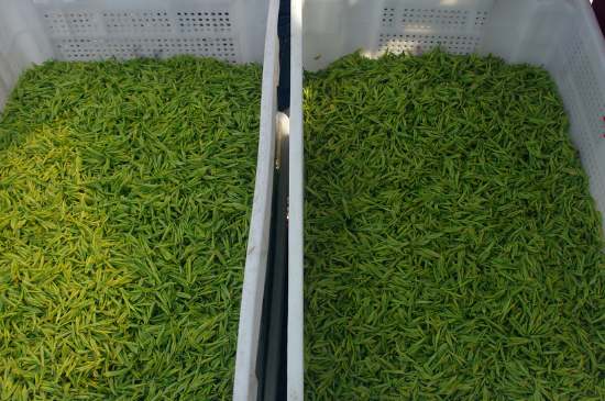 什么茶葉適合用蒸茶器，什么茶可以蒸