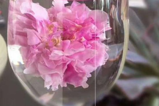 干玫瑰花泡水放幾顆，玫瑰花泡水一次放幾朵？