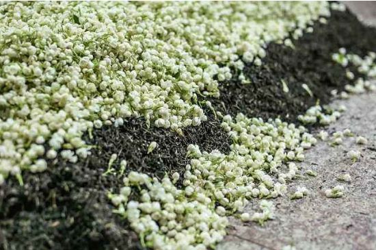 茉莉茶葉的功效與禁忌，什么人不適合喝茉莉花茶？