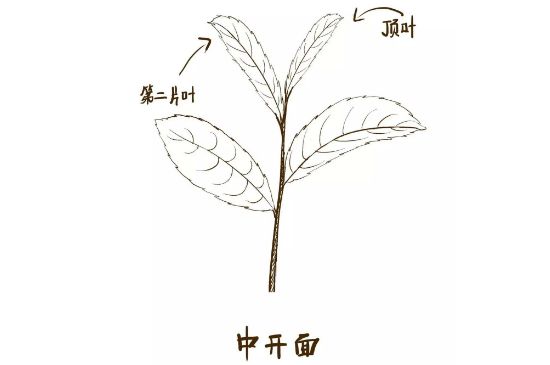 武夷巖茶的初制、精制加工工藝詳細(xì)講解