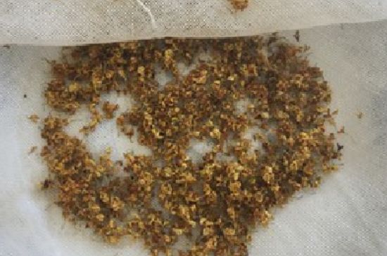 干桂花茶的制作方法，怎樣自制桂花茶？