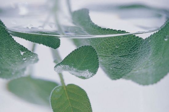 薄荷葉茶怎么制作，薄荷如何做成干茶葉