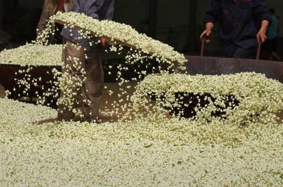 茉莉龍珠怎么做的，茉莉龍珠的制作工藝