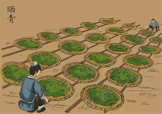 制茶八步驟，制茶工藝流程圖