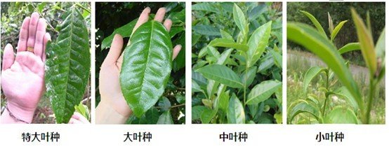 摘茶葉最快的方法，采摘茶葉怎么才能快？