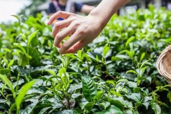 綠茶加工工藝流程圖，綠茶的加工制作包含哪幾個步驟？