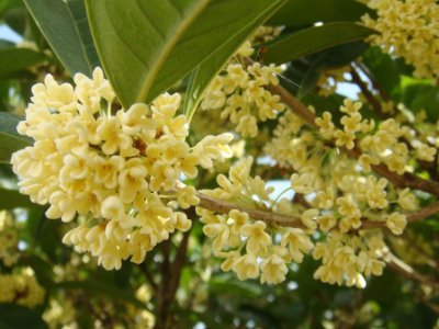 桂花泡茶禁忌，桂花泡水喝的9大禁忌