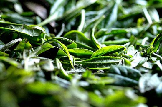 荒野銀針市場價多少，真正的荒野白毫銀針多少錢？