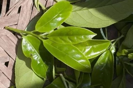 鴨屎香茶哪些人不能飲，什么人不能喝鴨屎香