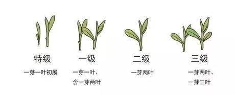 烏牛早和龍井的區(qū)別圖片，龍井43號(hào)和烏牛早茶的對(duì)比