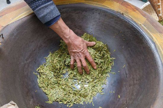 雀舌有一股青草味，雀舌為什么有青草味？