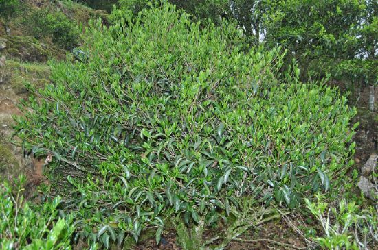 肉桂茶屬于紅茶嗎，牛欄坑肉桂是紅茶還是綠茶？