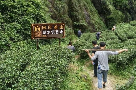 300塊錢的金駿眉能喝嗎，兩三百多金駿眉和一千多區(qū)別