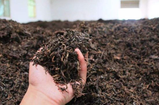 茯磚茶與普洱茶哪個好，茯茶和普洱茶口味區(qū)別