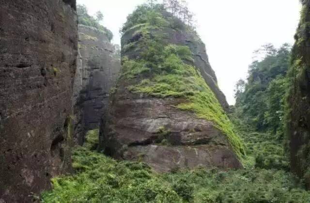 武夷山為什么盛產(chǎn)茶葉，武夷山茶為什么好喝？