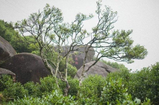 宋種一號(hào)價(jià)值為什么高，鳳凰單樅宋種1號(hào)價(jià)格與產(chǎn)量多少？