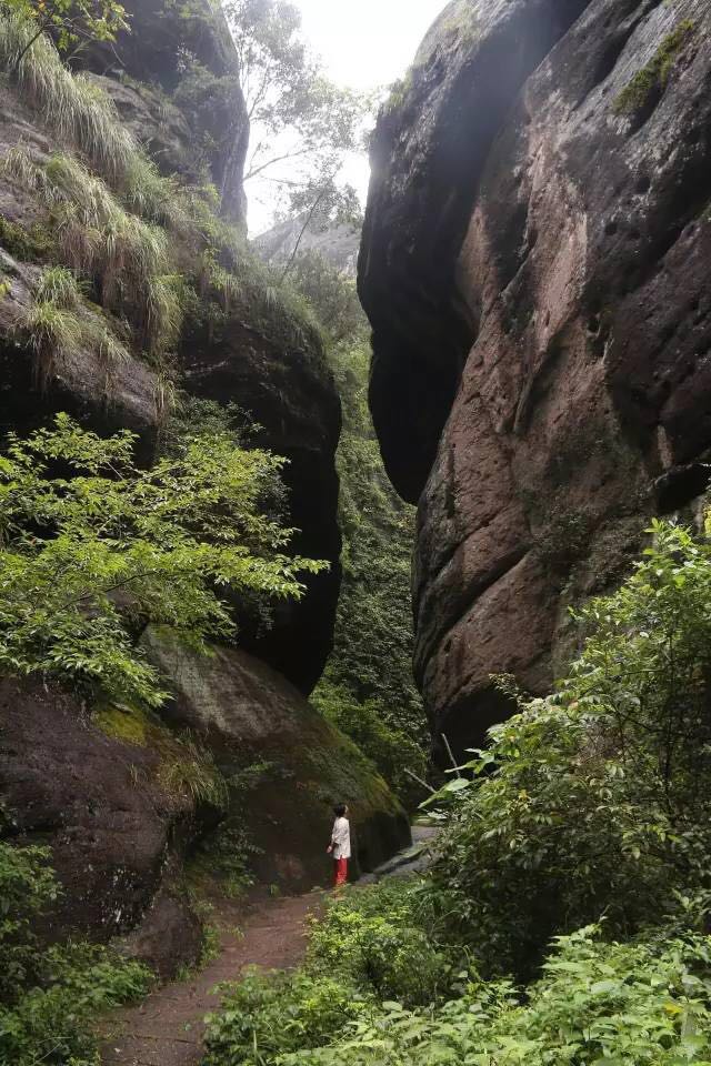 武夷山為什么盛產(chǎn)茶葉，武夷山茶為什么好喝？