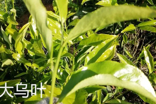 鴨屎香和大烏葉是同一種茶葉嗎，單叢大烏葉和鴨屎香有什么區(qū)別？