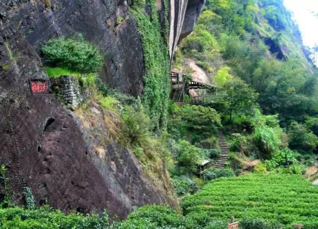 武夷山為什么盛產(chǎn)茶葉，武夷山茶為什么好喝？