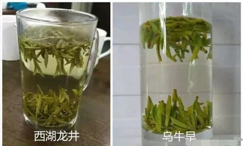 烏牛早和龍井的區(qū)別圖片，龍井43號(hào)和烏牛早茶的對(duì)比