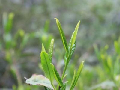 六安瓜片的功效與禁忌，六安瓜片適合什么人喝