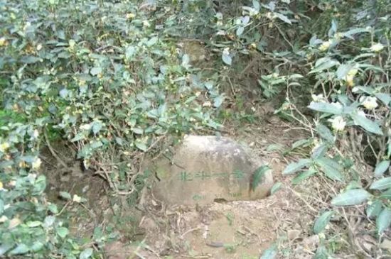 母樹大紅袍給誰喝了，為什么母樹大紅袍叫三棵六株？