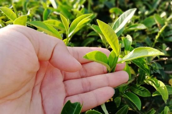 大紅袍四大品種有哪些，大紅袍的種類和著名品種特點介紹